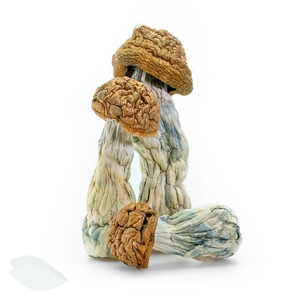 dried penis envy mushroom for sale, penis envy mushroom effects, penis envy mushroom strain