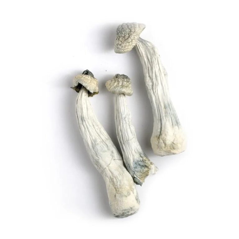 albino penis envy mushroom, albino penis envy mushroom strain, albino penis envy mushroom effects, albino penis envy mushroom dosage, albino penis envy mushroom trip, albino penis envy mushroom dried, albino penis envy mushroom reddit, albino penis envy magic mushroom,