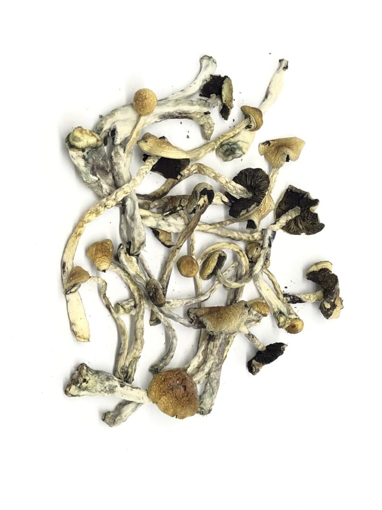 blue meanie mushroom, blue meanie mushroom effects, blue meanie mushroom strain, blue meanie mushroom wiki, blue meanie mushroom potency, blue meanie mushroom review, blue meanie mushroom dried, blue meanie mushroom effect, blue meanie mushroom dosage, blue meanie mushroom reddit, buy blue meanie mushroom,